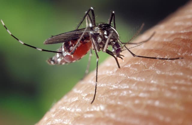 West Nile Virus Final Season Report