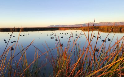 Utah Wildlife Board Approves Changes To Waterfowl Hunting