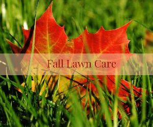 Let's talk for a minute about fall lawn care. . .