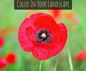 Let's talk for a minute about color in your landscape. . .