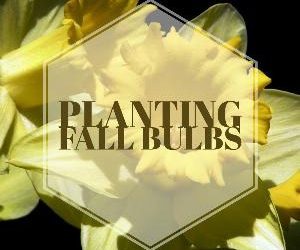 Let's talk for a minute about planting fall bulbs. . .