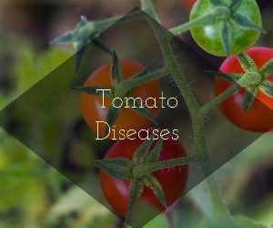 Let's talk for a minute about tomato diseases. . .