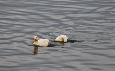 Avian Flu Confirmed In Uintah Basin; Do Not Pick Up Sick Or Dead Birds