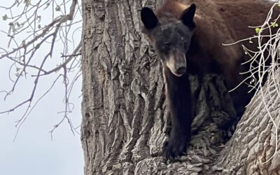 Black Bear Takes Stroll In Uintah County  