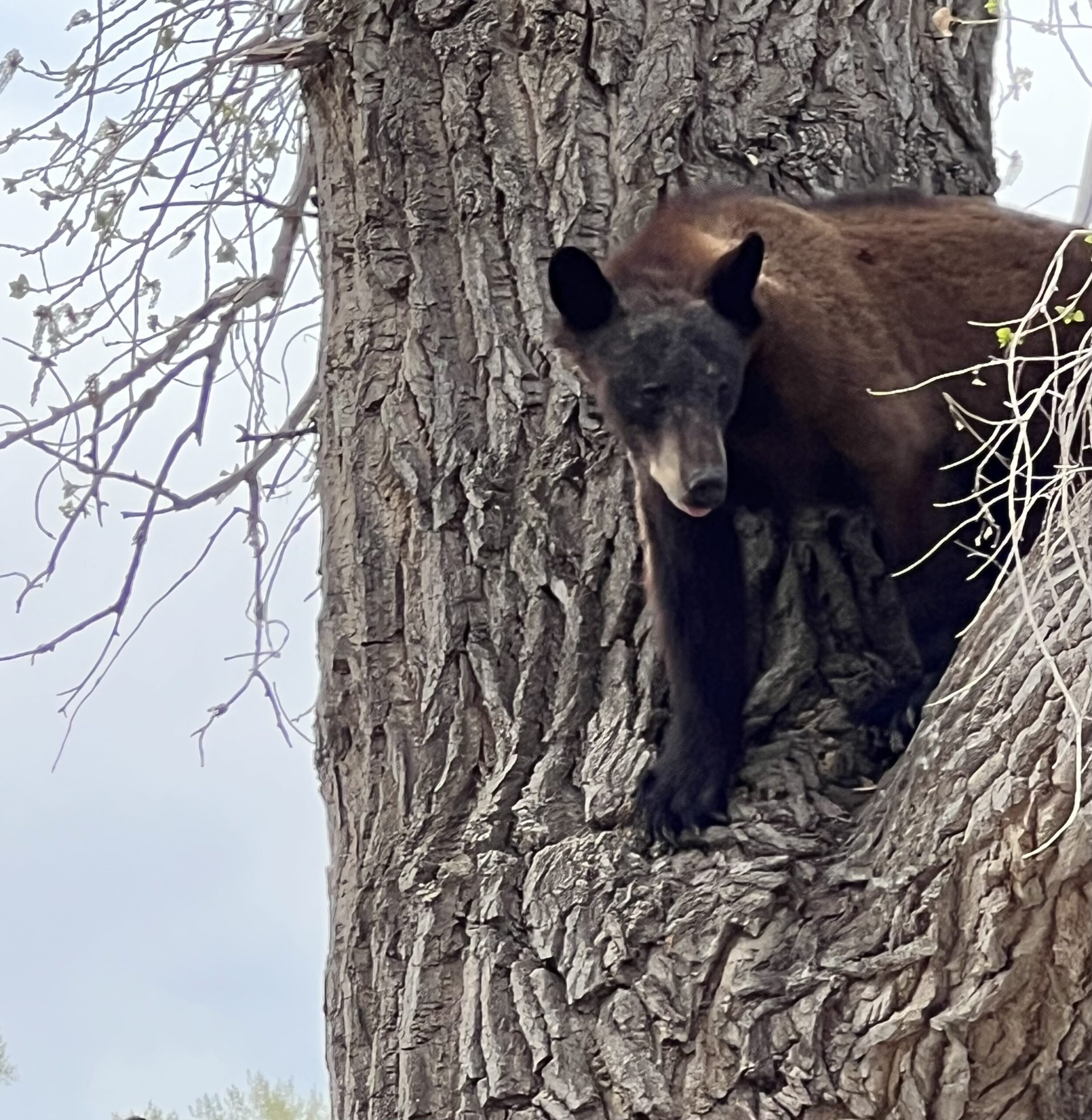 Black Bear Takes Stroll In Uintah County Basin Now