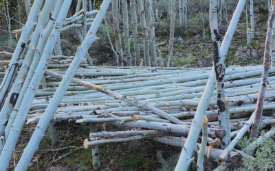 Cutting Down Trees To Create Structures Prohibited On Forest