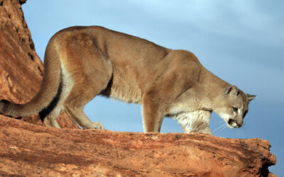 DWR: What To Do If You Encounter A Mountain Lion