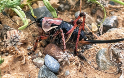 Mormon Crickets Invading Rangely Town Limits