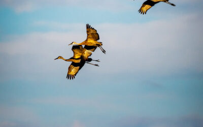 DWR: Want To Hunt Sandhill Crane, Sage-Grouse, And Tundra Swan In The Fall