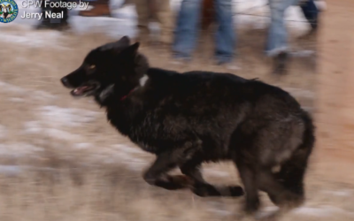 Officials Confirm First Known Wolf Pup Born To Wolves Released In December