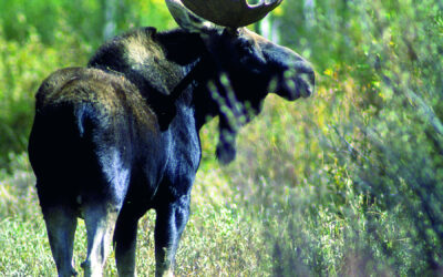 DWR: Avoiding Conflicts With Moose In Utah