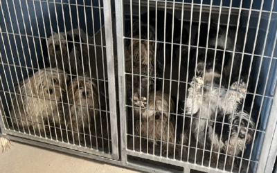 25 Dogs Dumped In Duchesne County