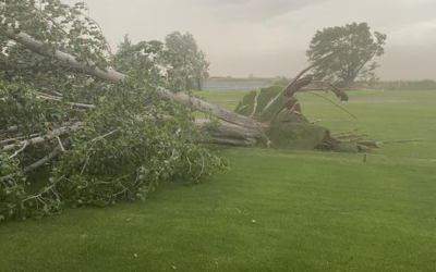 Roosevelt Golf Course Welcomes Help After Storm Downs Trees At Course