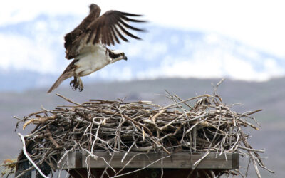 DWR: Flaming Gorge Osprey Viewing Event Coming Up