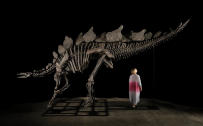 Largest Stegosaurus Fossil Ever Found Up For Auction Next Month