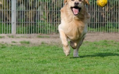 Uintah Animal Shelter Closed To The Public Due To Unknown Illness