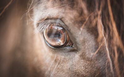 Horse Dies of Heart Attack That Occurred During Weekend Rodeo