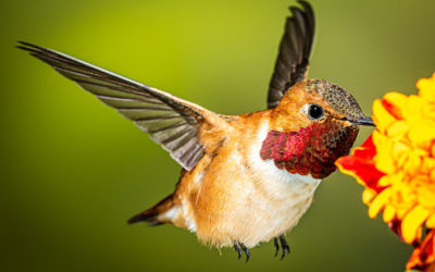 DWR: See Hummingbirds Up Close At Northeastern Utah Event