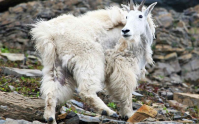 DWR: Safety When Hiking In Mountain Goat Country