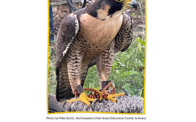 Special Bird Of Prey Presentation Tomorrow On Red Canyon Road