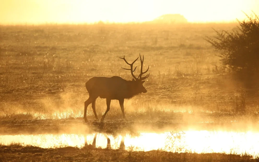 Man Charged With Illegally Killing Bull Elk Over Four Years On Tabby Mountain