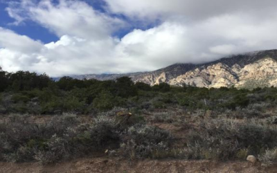 BLM Conducting Fuels Reduction Treatment In Northeastern Utah