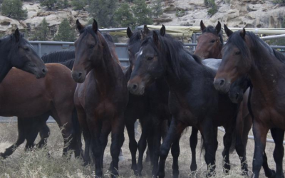 Wild Horse Roundup Underway This Week In Sand Wash Basin