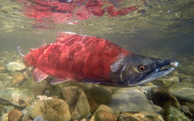 Fall Is Nearly Here Which Offers The Chance To See Red Kokanee Salmon