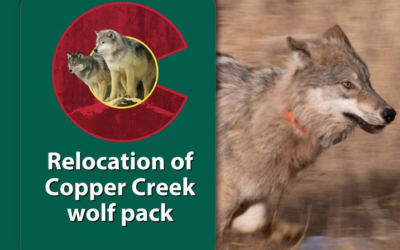 Colorado Park And Wildlife Announce Capture And Relocation Of Wolf Pack