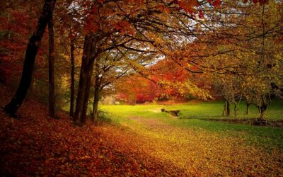 Colorado State Patrol Has Safety Message That Applies To All “Leaf Peepers”