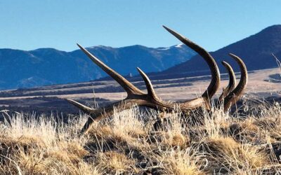 DWR: New Rules For Those Who Buy And Sell Shed Antlers