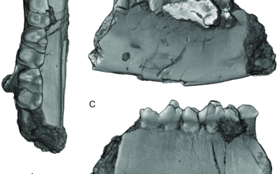 Fossil Findings Of “Giant” Mammal Published This Week In Scientific Journal