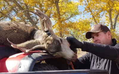 DWR: Hunters Stop At Check Station To Test Deer For Chronic Wasting Disease