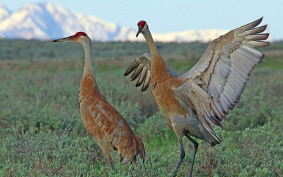 DWR: Vernal Events Provide Chance To See Sandhill Cranes In The Wild