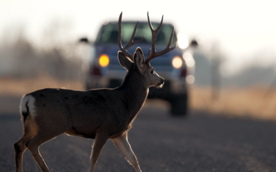 DWR: November Peak Time For Deer/Vehicle Collisions