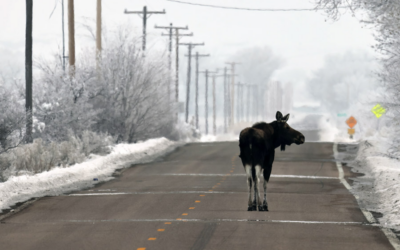 DWR: What To Do When You Spot Wildlife In Your Neighborhood