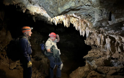 Ice Age Fox Recovered From Whiterocks Cave In Uinta Mountains