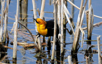 Local Event Scheduled For 125th Annual Christmas Bird Count