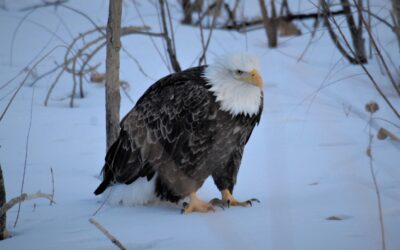 DWR: Where To See Bald Eagles