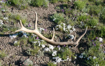 Complete Free Ethics Course To Gather Shed Antlers