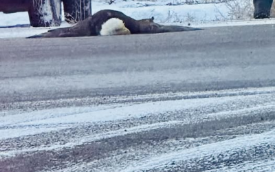 Bald Eagle Hit On Roadway In Vernal Area; Euthanized Due To Severe Injuries