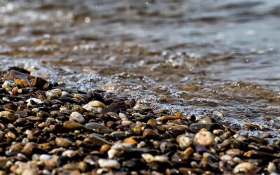 Federal Grants Focused On Habitat Improvements Across Colorado River Basin